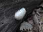 Hamis pöfeteg (Reticularia lycoperdon), Budai-hegység